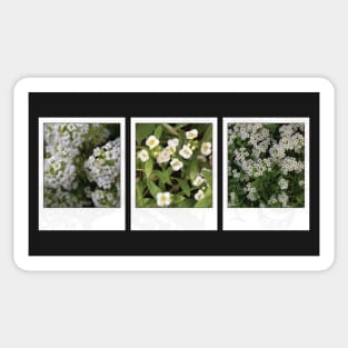 Assylum Photo Collection [white bundle] Sticker